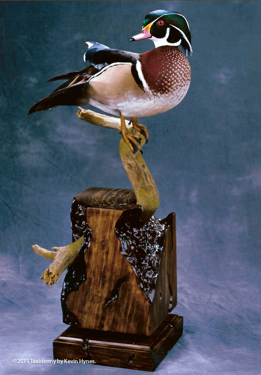 Award winning Waterfowl Taxidermy